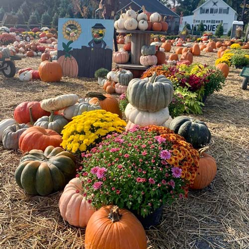 Family Friendly Maze in Watertown, NY | North Country Nightmares Haunted Attractions